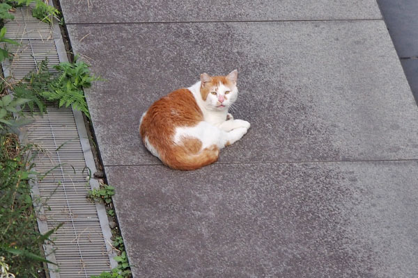 振り向いた　プリン