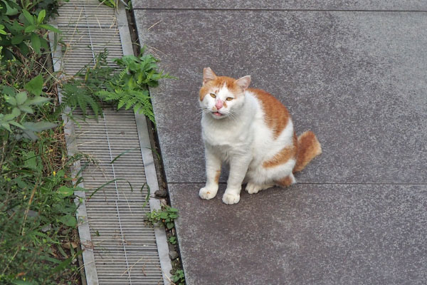 お座りして鳴く　プリン