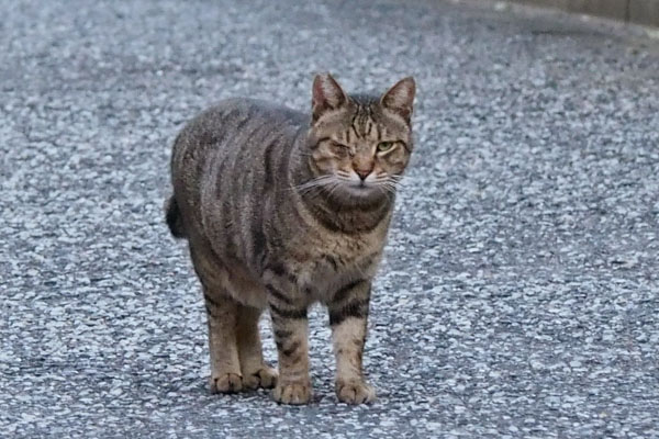 目の調子は更に悪く　きじとら