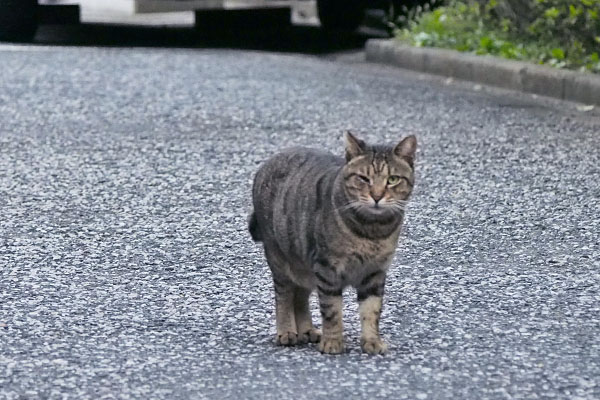 片目負傷のきじとら　ビルとマンションの間