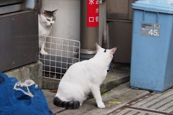 ケイとオーロラ　アイコンタクト