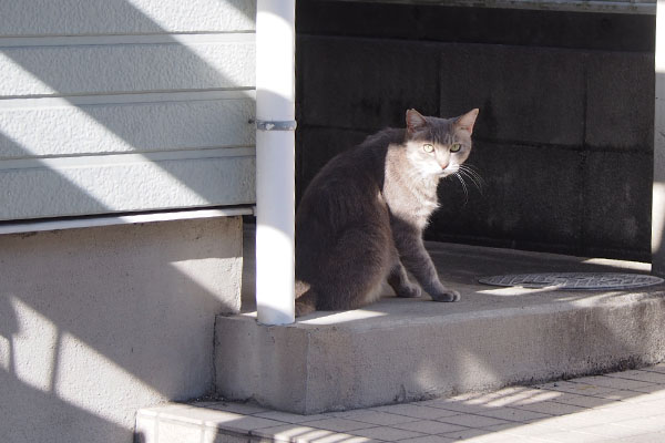 グリ　見つけたけど光って