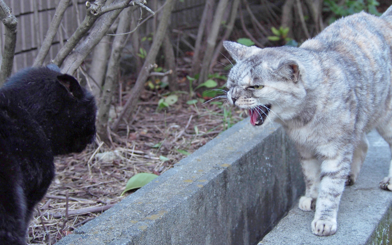 gin hissing to akashi