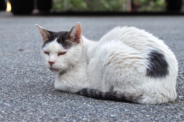 伏し目がちに　テン