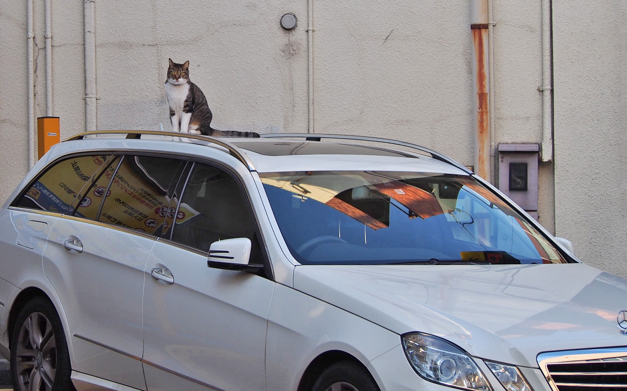 lio sitting on the car