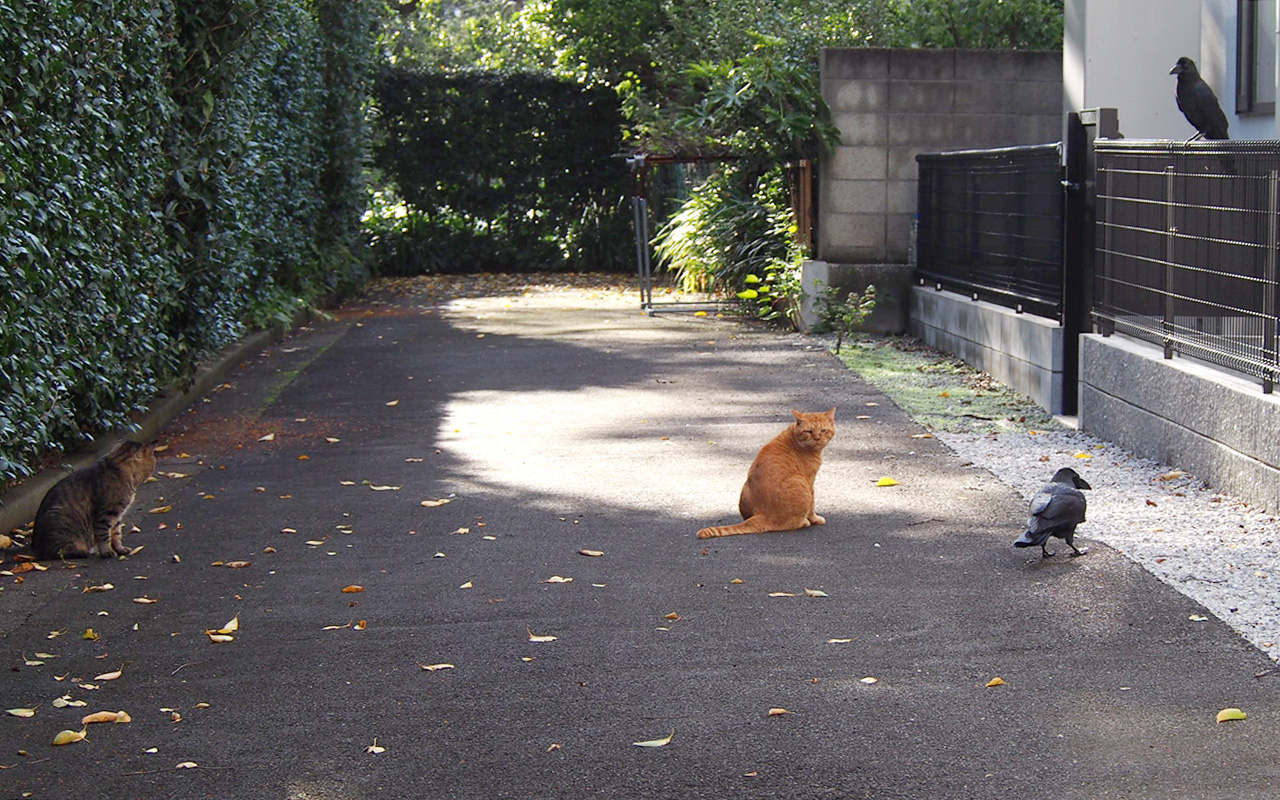 2cats2crows