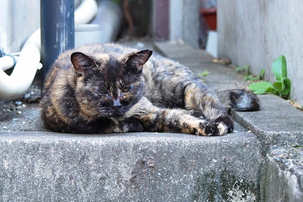 サビチッチ　こっち見る