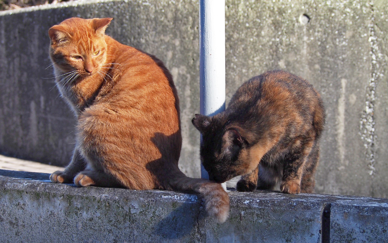 anne and raco