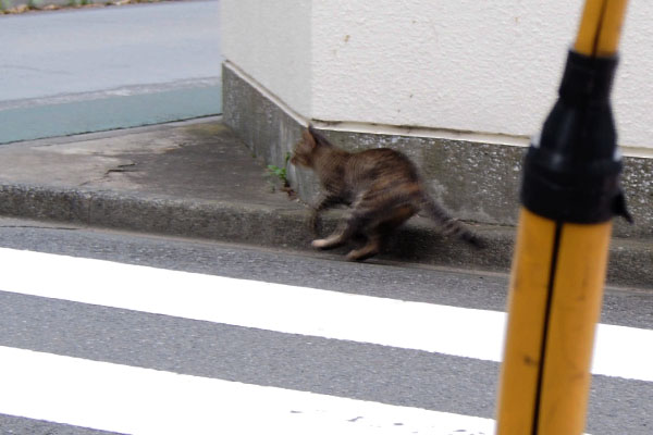 コーナーを攻めるテスタ