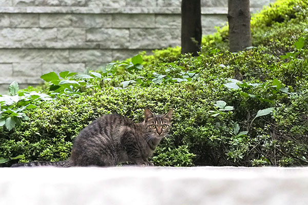 バイバイにゃ　テスタ