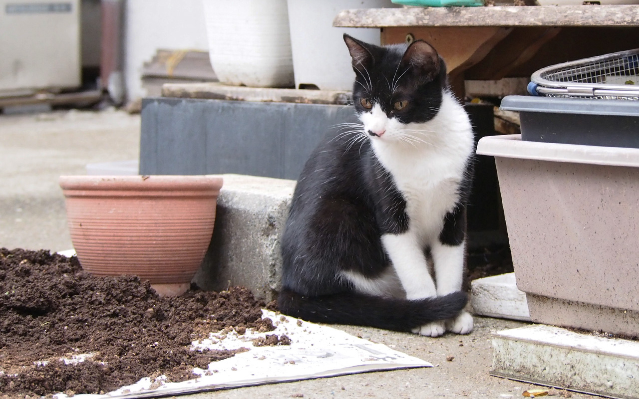 kohachi watching larva