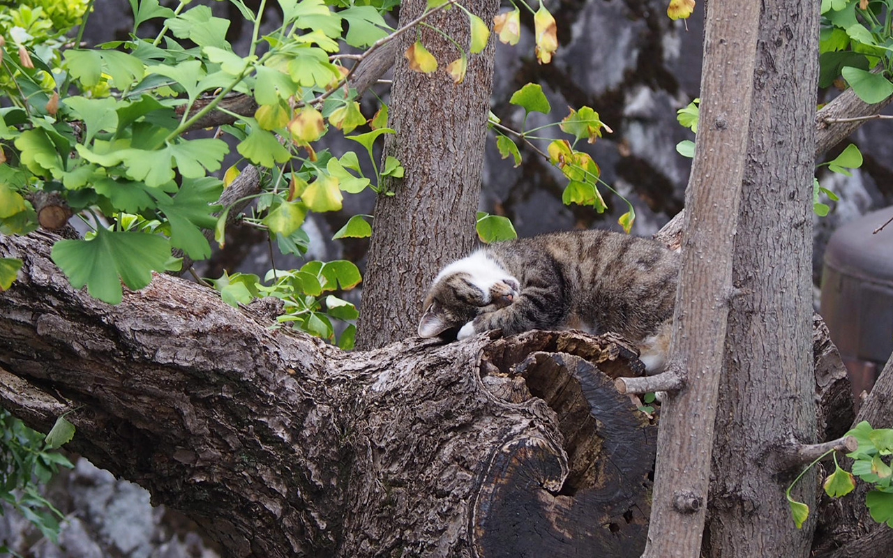 Shizuku sleep well on Ginkgo tree