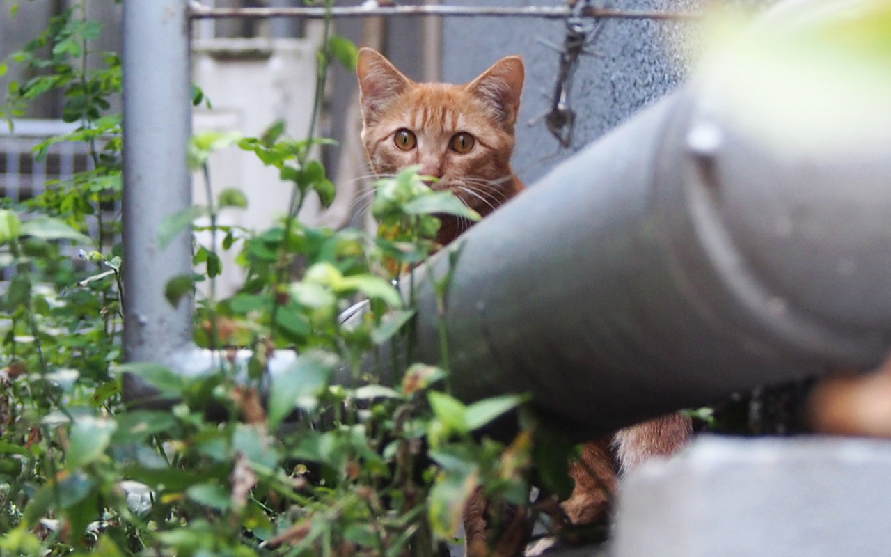 orange cat kitten at c