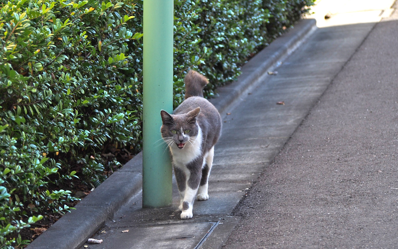 chibinyan meowing