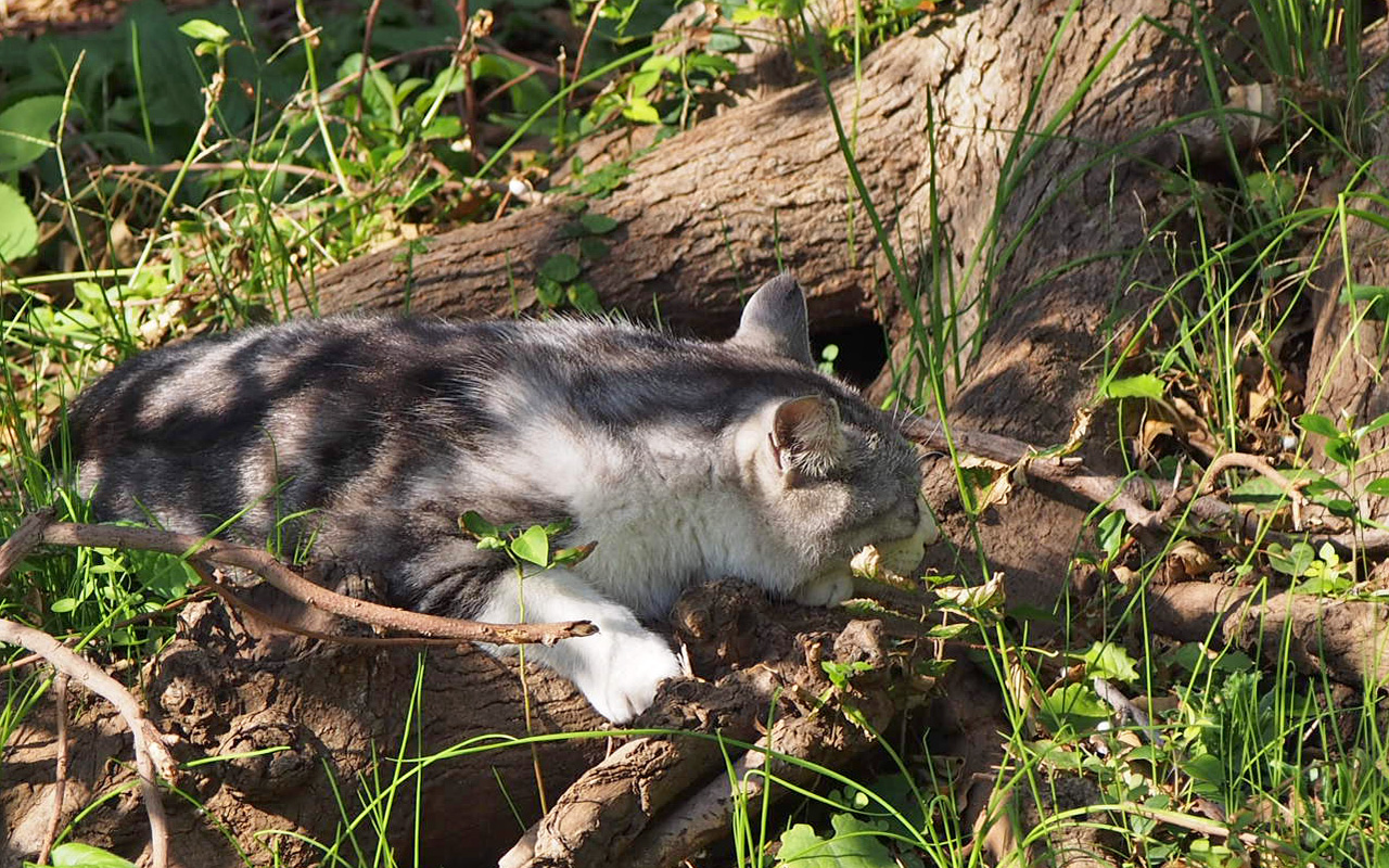 chrom nap on root of tree