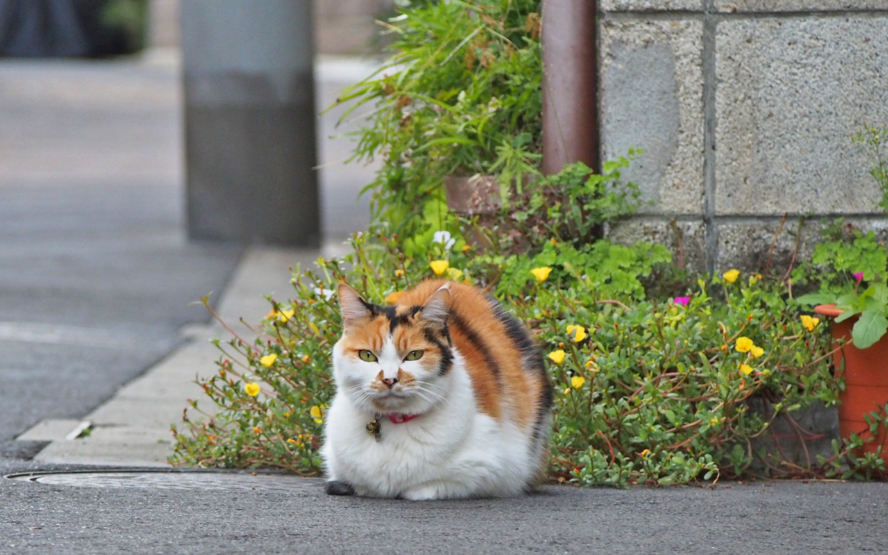 momo sitting on the road