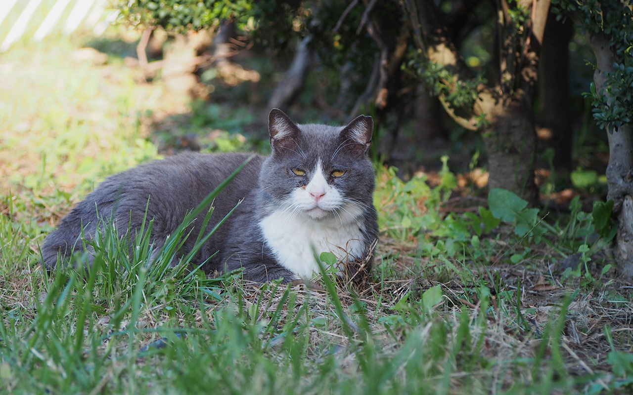 otto sitting on the grass