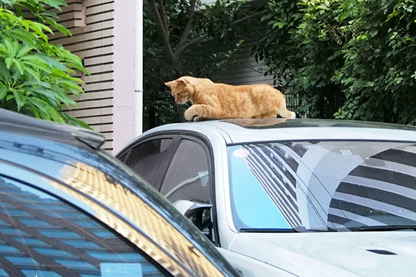 車の上に横たわる　チャーちゃん