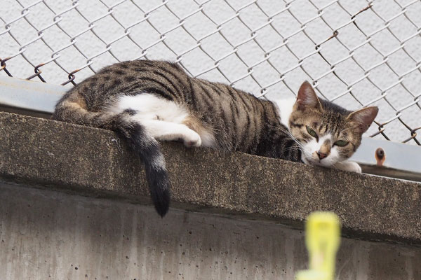 さくら　こっち見る