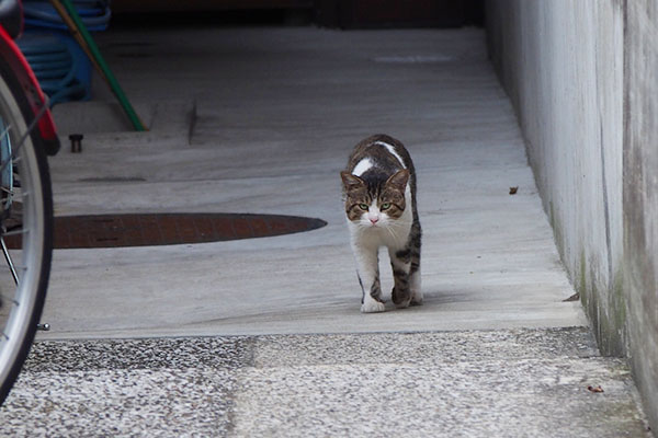 やって来る　レオ太