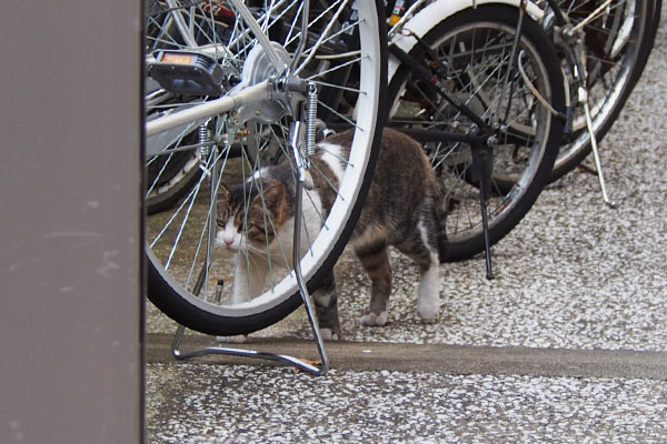 自転車の間　レオ太