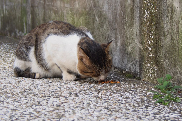 カリカリ　レオ太