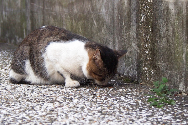 食べる　レオ太１