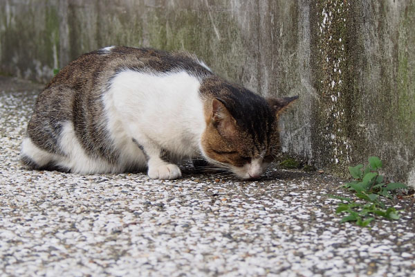 食べるレオ太２