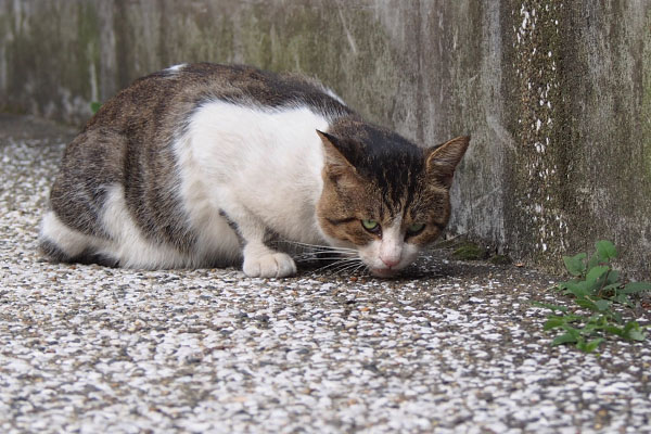 食べ終わる　レオ太