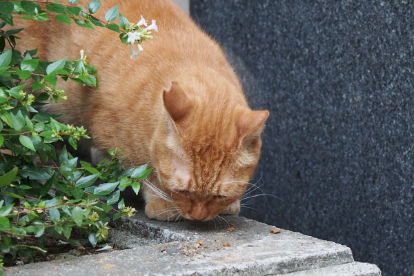 横取り無しだと物足りない　カブ