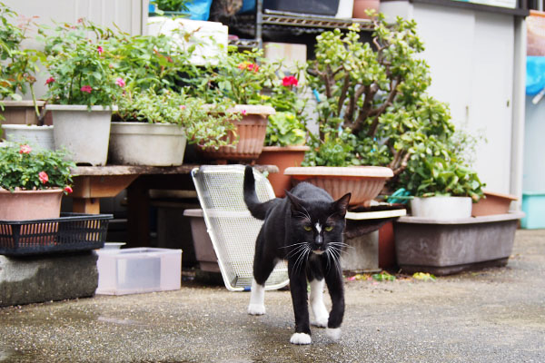 ほのが撮るヒトに向かって来る　上にキー坊