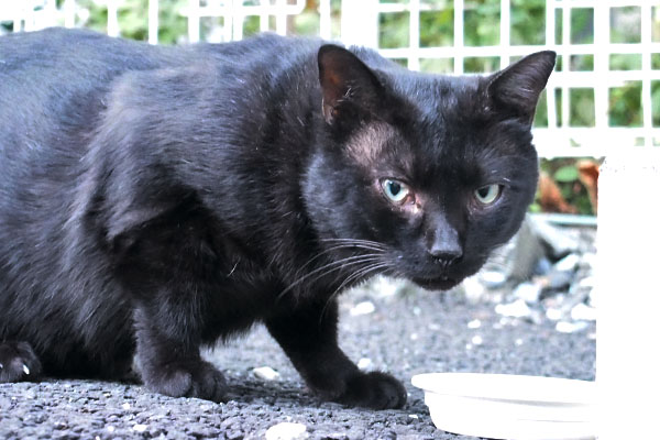 ティア　食べる前に見る