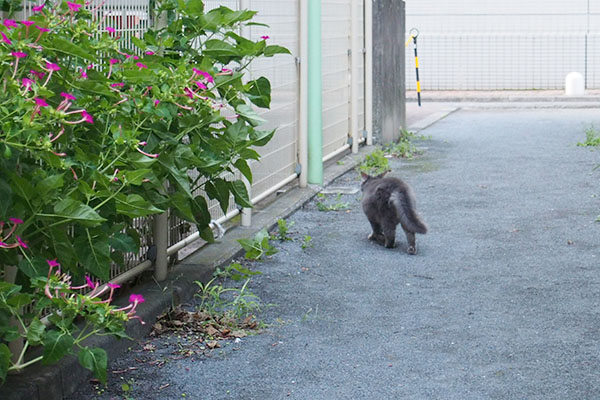 マフ　先導する