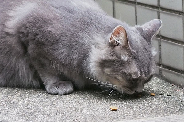 食べるマフ