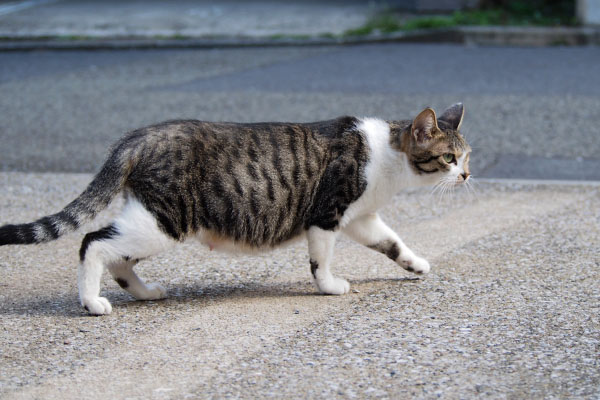 乳首が目立つお腹のさくら