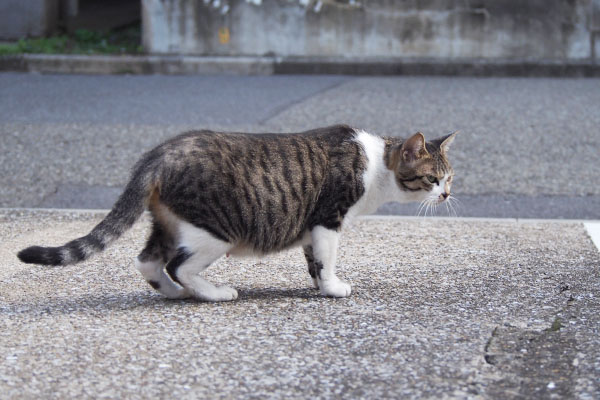 車の下を見ている　さくら