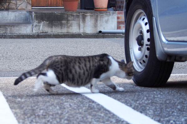 ジンがいる車の下へ入るさくら