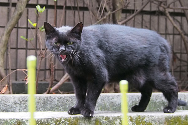 怖い感じのアカシのニャー