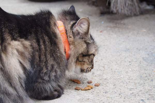 ボクはオヤツがいいにゃ　らんぽ