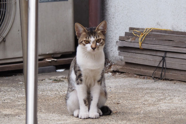 細長い　お座り　コーちゃん