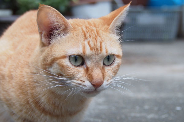 さくらの目がかわいいと思ってるソラ