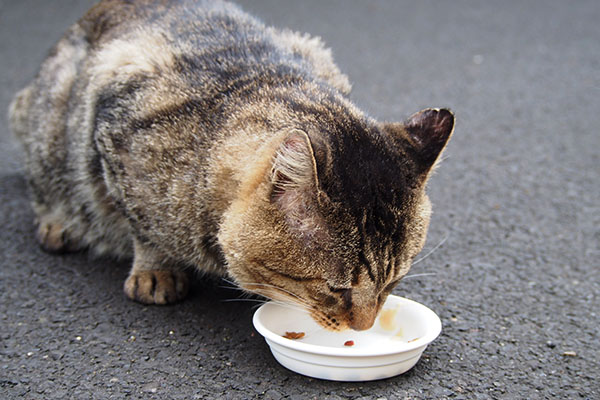 トッキーも食べる