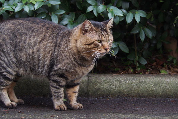 前足が短い　トッキー