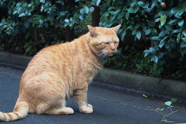 呼んでくれてありがと　コルレ