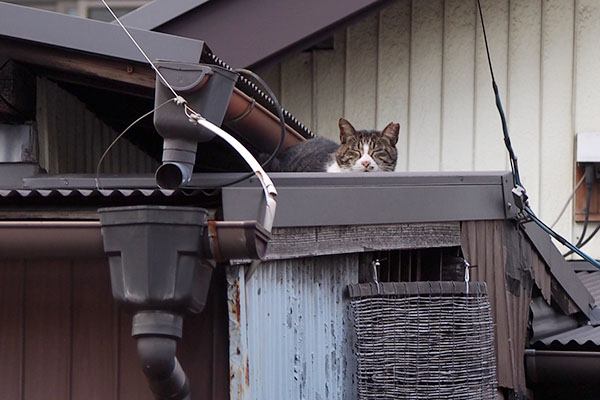 キャロル　正面から