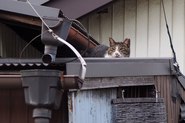 キャロル　正面から２