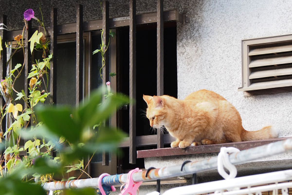 下を見る　ソラ