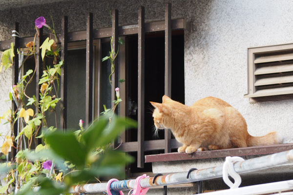 ソラちゃん　監視開始