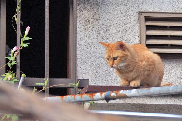 こっちに誰かいるにゃ　ソラちゃん