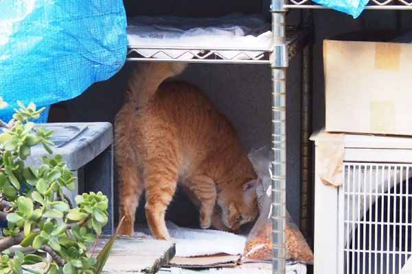 匂い確認する　ソラ